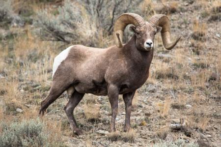 Bighorn Sheep