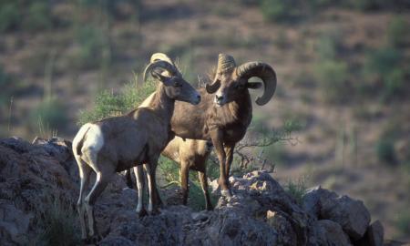 Desert Bighorn Sheep