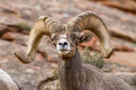 Bighorn Sheep