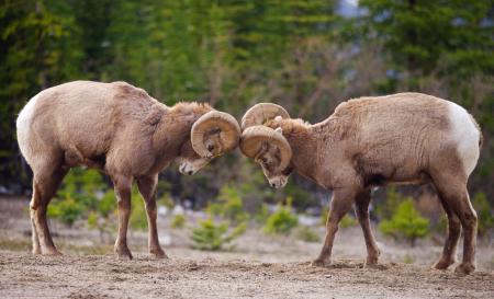 Bighorn Sheep