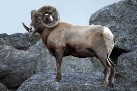 Bighorn Sheep