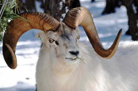 Bighorn Sheep