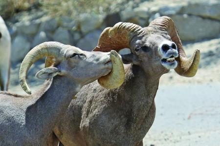 Bighorn Sheep