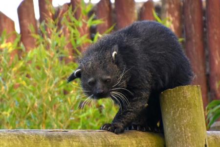 Binturong