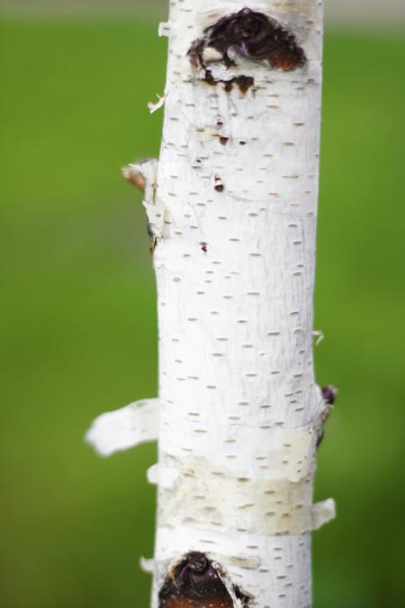 birch