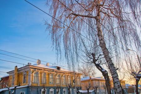 Birch on the street