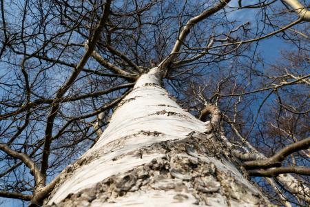 Birch trunk in Norrkila 1