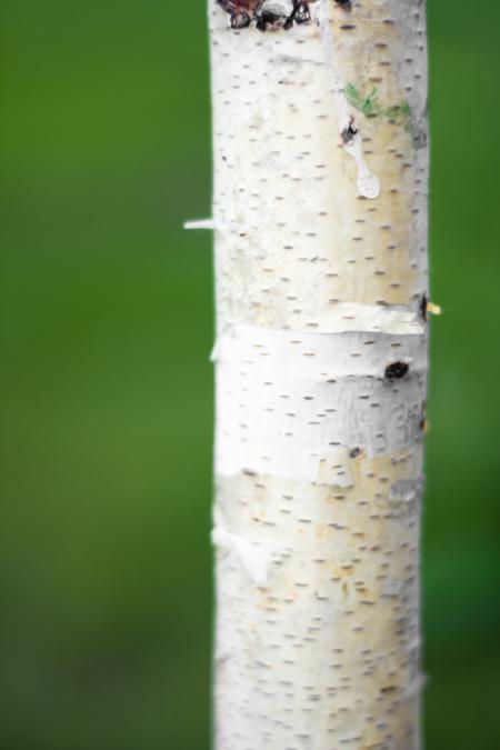 birch