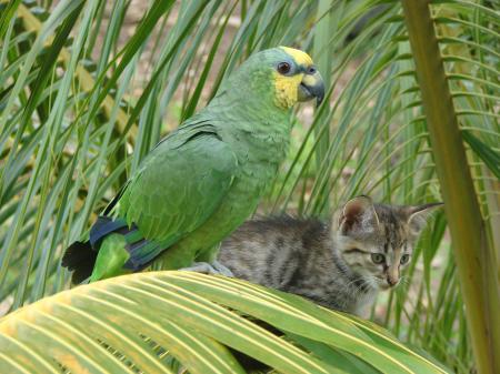 Bird and Cat on Palm Tree