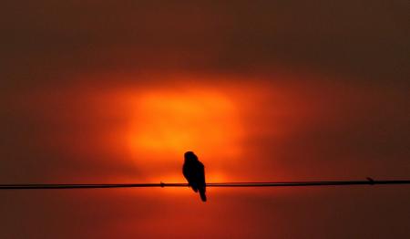 Bird at Dawn