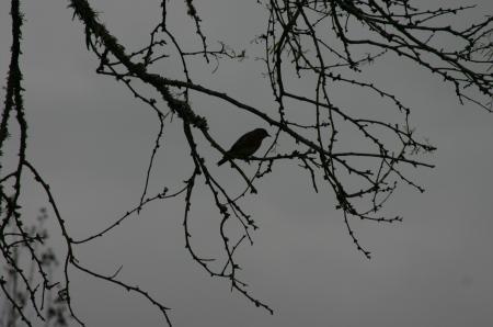 Bird at Twilight