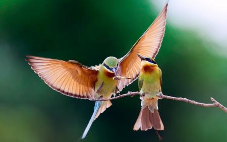 Bird Couple