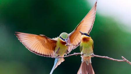 Bird Couple