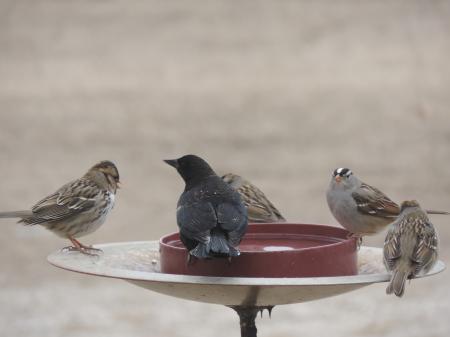 Bird Drinking Water