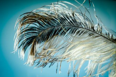 Bird Feather