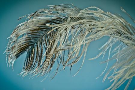 Bird Feather