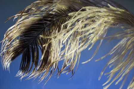 Bird Feather