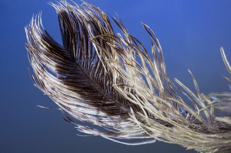 Bird Feather