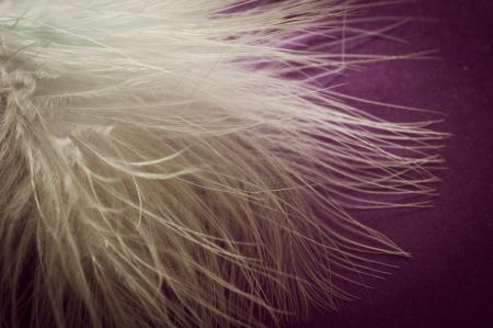 Bird Feathers