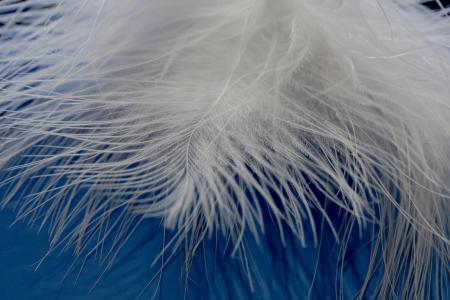 Bird Feathers