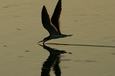 Bird Fishing