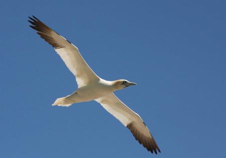 Bird Flight