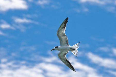 Bird Flying