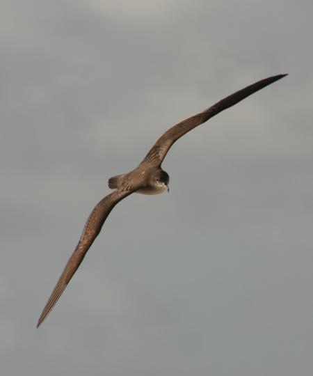 Bird Flying