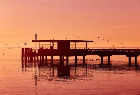 Bird Flying during Sunset