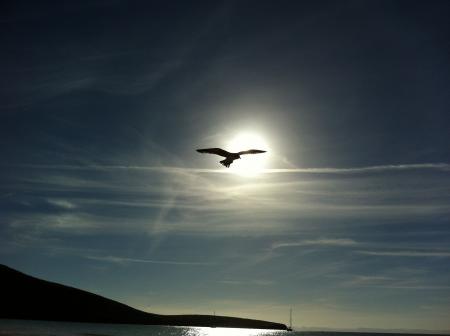 Bird Flying in the Middle on the Air Under Clear Blue Sky during Daytime