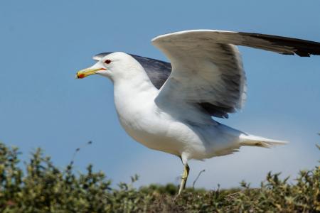 Bird gull