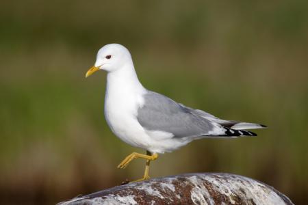 Mew Seagull