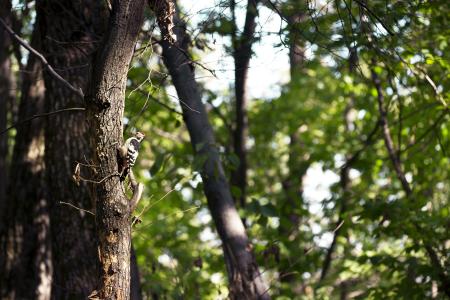 Bird in a Tree