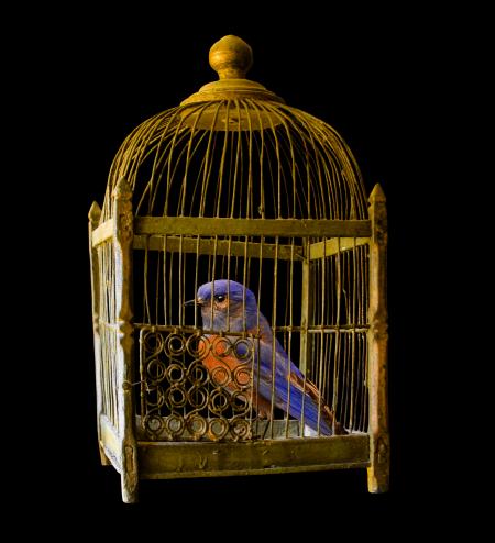 Bird in the Cage