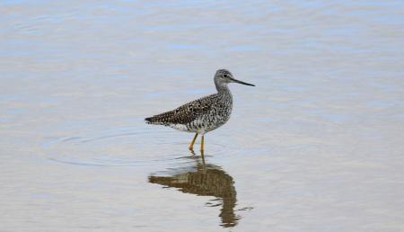 Bird in the River