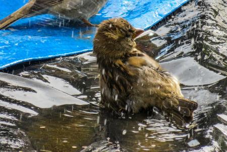 Bird in the Water