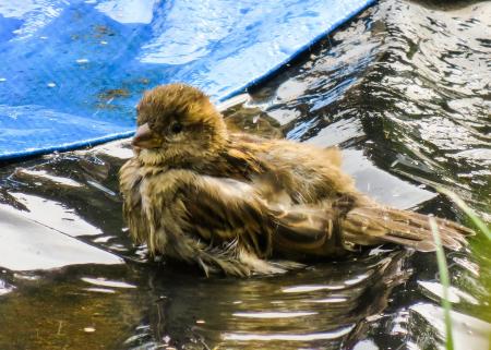 Bird in the Water