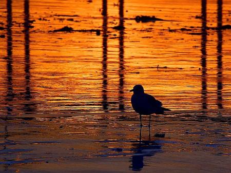 Bird in the Water