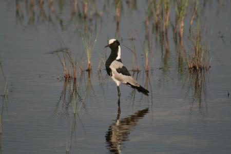 Bird in the Water