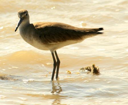 Bird in the Water