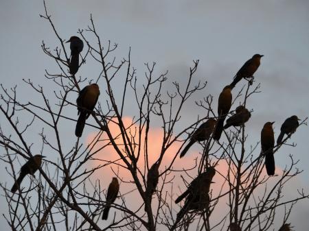 Birds in tree