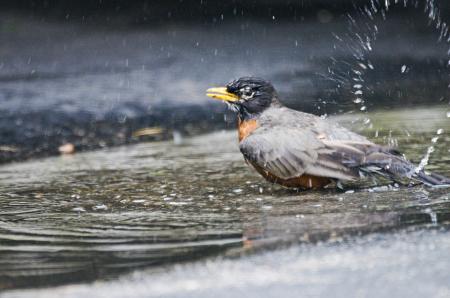 Bird In Water