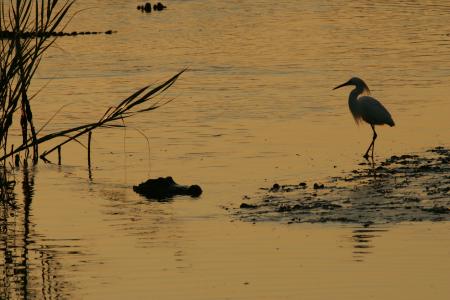 Bird n the Alligator