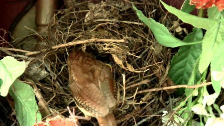 Bird Nest