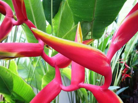 Bird of Paradise Flower