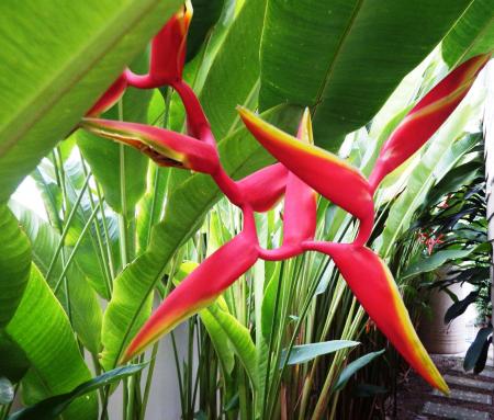 Bird of Paradise Flower