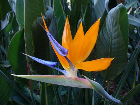 Bird of Paradise Flower