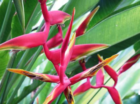 Bird of Paradise Flower