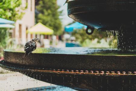 Bird on Birdbath