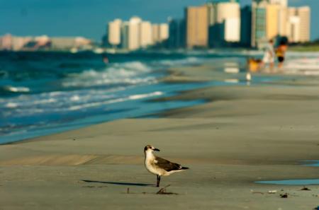 Bird on the beach
